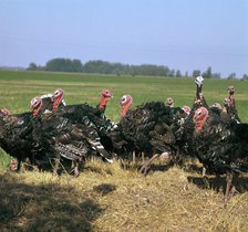 Flock of turkeys in Hungary. Artist: CM Dixon Artist: Unknown