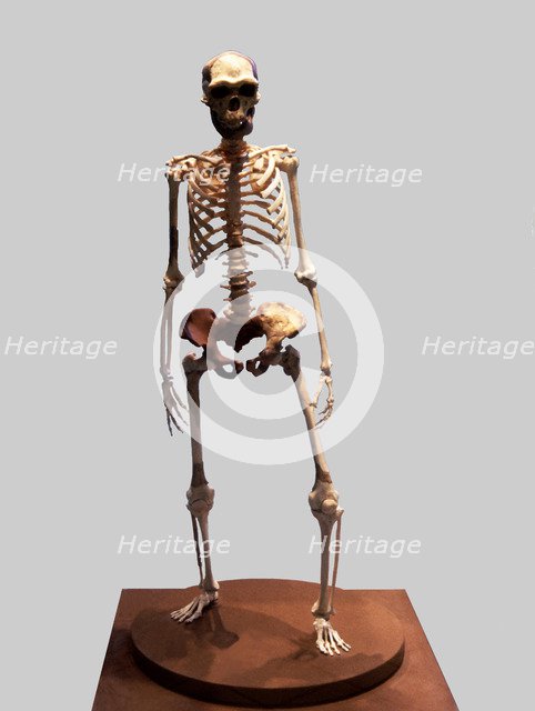 Complete Skeleton of the Talteüll Man, Homo Erectus type. 75 human remains discovered in 197, att…