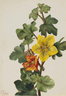 Mexican Fremontia (Fremontodendron mexicanum), 1926. Creator: Mary Vaux Walcott.