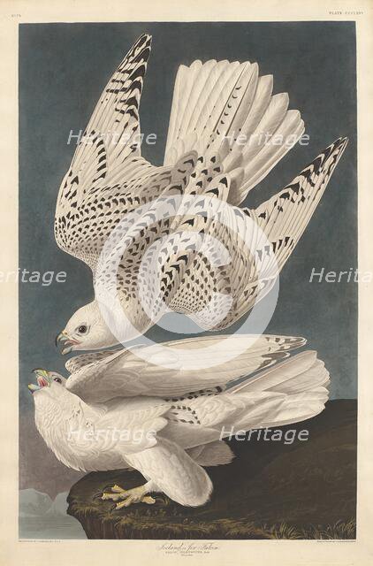 Iceland or Jer Falcon, 1837. Creator: Robert Havell.