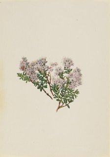 Sand Myrtle (Leiophyllum lyoni), ca. 1930s. Creator: Mary Vaux Walcott.