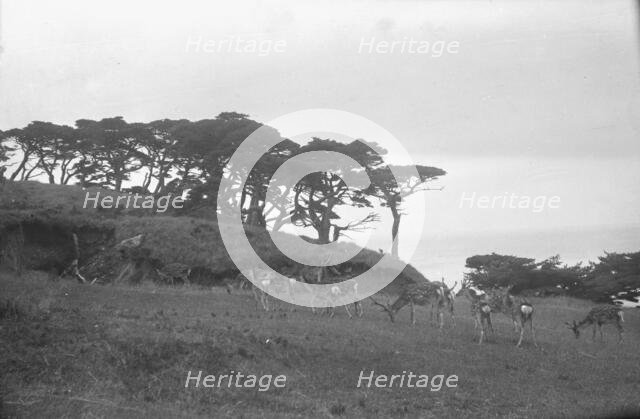 Travel views of Japan and Korea, 1908. Creator: Arnold Genthe.