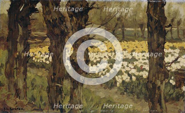 Tulip Fields, 1880-1937. Creator: Antonie Louis Koster.
