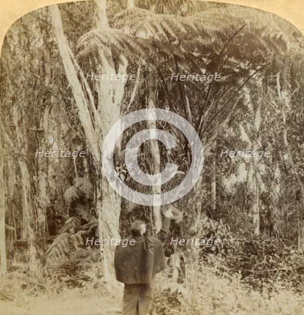 'Tropical scene in the Heart of the Hawaiian Island', 1896. Creator: Strohmeyer & Wyman.