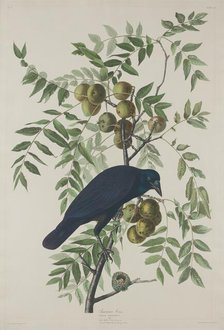 American Crow, 1833. Creator: Robert Havell.
