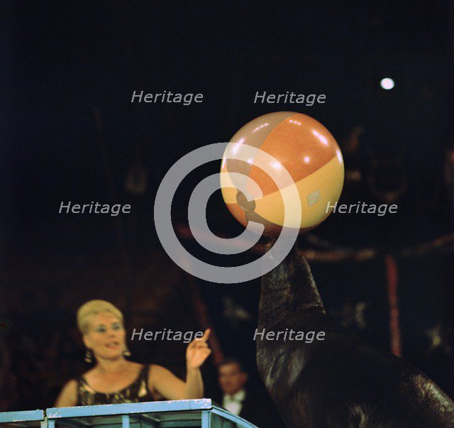 Sea lion and ball at the Moscow Circus. Artist: Unknown