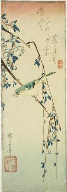 Bush warbler on plum branch, 1830s. Creator: Ando Hiroshige.