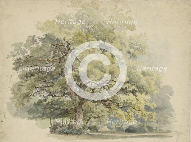 Tree study, 1819-1887. Creator: George Andries Roth.