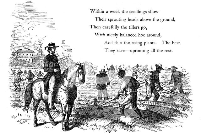 Negro labourers weeding cotton under the eyes of a mounted white overseer, Southern states of USA. Artist: Unknown