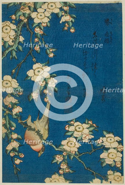 Bullfinch and Weeping Cherry (Uso, shidarezakura), from an untitled series of flowers...Japan, c1834 Creator: Hokusai.