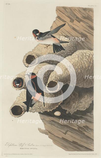 Republican Cliff Swallow, 1829. Creator: Robert Havell.