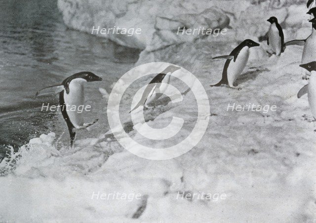 'Penguins Jumping On to The Ice-Foot', c1911, (1913).  Artist: G Murray Levick.