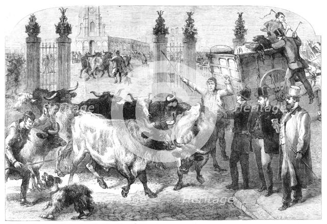 Inspection of foreign cattle at the Metropolitan Cattle Market, 1865. Creator: Unknown.