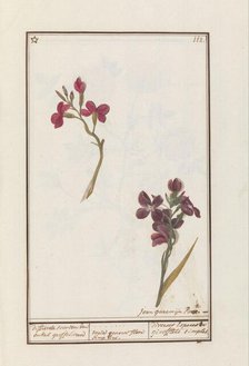 Wallflower (Erysimum cheiri), 1790-1799. Creator: Jan Garemijn.