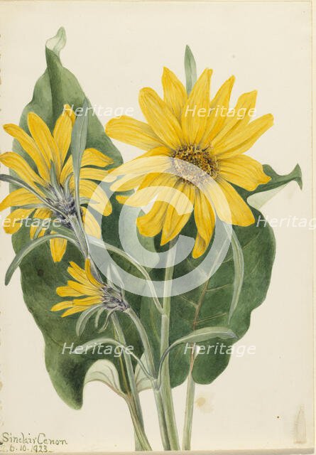 Balsamroot (Balsamorhiza sagittata), 1923. Creator: Mary Vaux Walcott.
