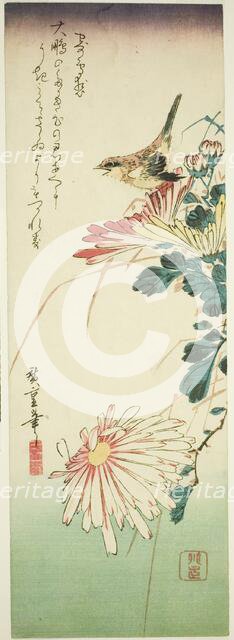 Bird and chrysanthemums, 1830s. Creator: Ando Hiroshige.