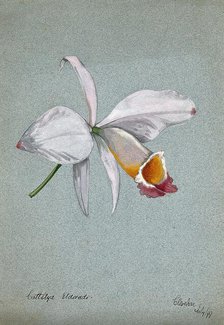 An orchid (Cattleya Eldorado): flower only, 1899. Creator: Unknown.