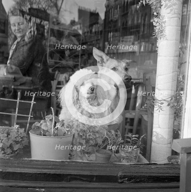 A white poodle and a German Shepherd dog sitting looking out of the window of a cafe, a..., 1962-64. Creator: John Gay.