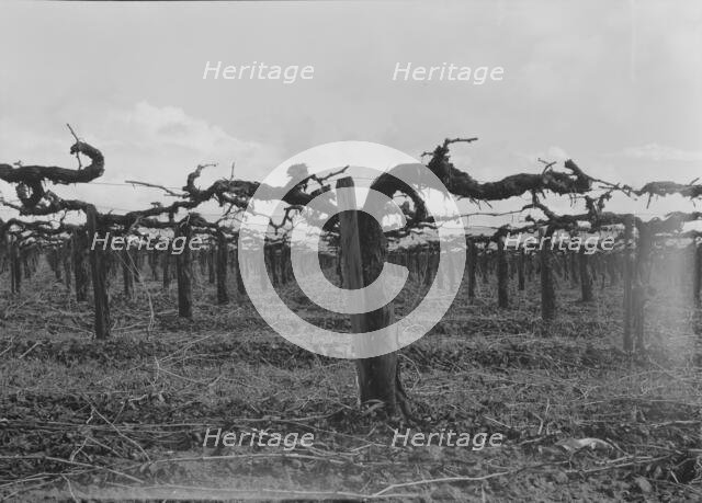 Vineyard during pruning, Tulare County, California, 1939. Creator: Dorothea Lange.