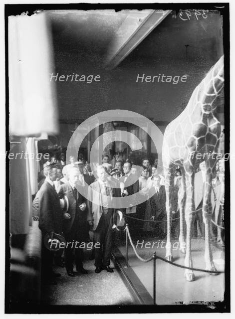 Theodore Roosevelt at National Museum, between 1914 and 1917. Creator: Harris & Ewing.