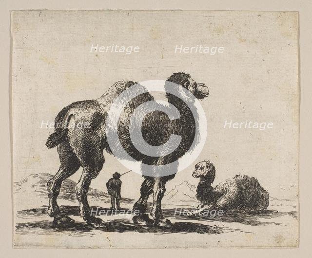 Plate 17: camels, from 'Various animals' (Diversi animali), after 1641. Creator: Unknown.