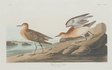 Buff-breasted Sandpiper, 1835. Creator: Robert Havell.