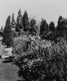 Gardener tending floral border, posed to...Rudyard Kipling's poem The Glory of the Garden, 1917. Creator: Frances Benjamin Johnston.