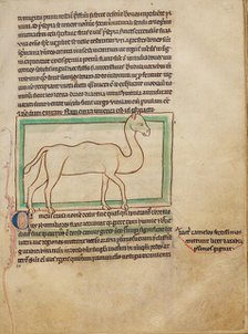 A Camel; Northumberland Bestiary, about 1250-1260. Creator: Unknown.