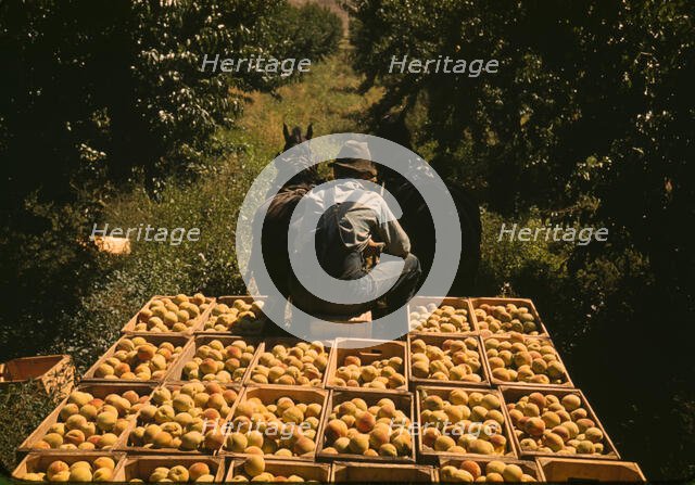 Hauling crates of peaches from the orchard to the shipping shed, Delta County, Colo., 1940. Creator: Russell Lee.