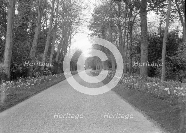 Tree-lined drive, c1935. Creator: Kirk & Sons of Cowes.