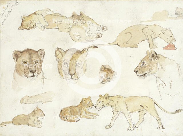 Studies of Lions, 1880-1946. Creator: Anna Maria Kruijff.