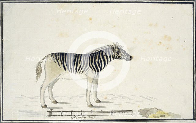 Equus quagga burchelli (Burchell’s Zebra), 1790. Creator: Robert Jacob Gordon.