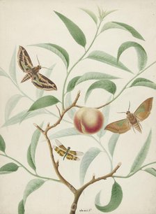 Peach on a branch with two exotic butterflies and a dragonfly, 1774-1842. Creator: Hermanus de Wit.