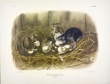 Black Rat, Mus Rattus et Var, 1845.