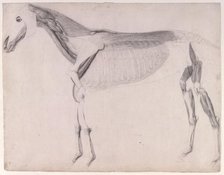 Working drawing for 'The Fourth Anatomical Table of the Muscles ... of the Horse', 1756. Creator: George Stubbs.