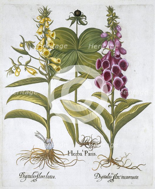 Herb Paris (Solanum quadrifolium), Common Foxglove (Digitalis Purpurea) Large Yellow Foxglove Creator: Unknown.
