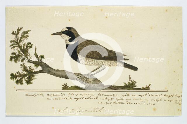 Oenanthe pileata (Capped Wheatear or Hoëveldskaapwagter in Afrikaans), 1778. Creator: Robert Jacob Gordon.