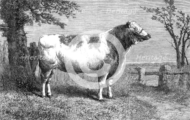 Royal Butterfly, the property of Lieutenant-Colonel Towneley, 1864. Creator: Unknown.