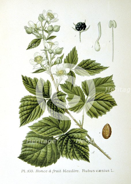 European dewberry, 1893. Artist: Unknown