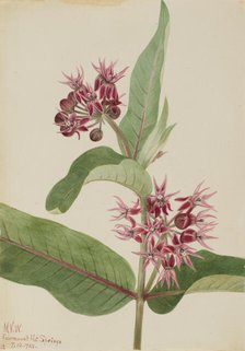 Showy Milkweed (Asclepias speciosa), 1923. Creator: Mary Vaux Walcott.