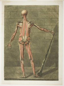 Posterior View of Muscle Man, plate nine from Complete Anatomy Course, 1773. Creator: Arnault Éloi Gautier D’Agoty.