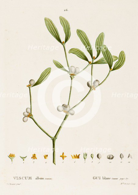 Viscum album L. (Mistletoe), c1800-1830. Creator: Pierre-Joseph Redoute.