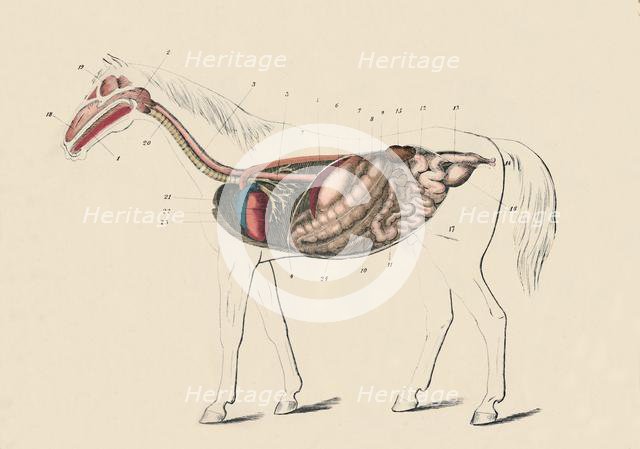 'Longitudinal Section of the Horse', c1879. Creator: Unknown.
