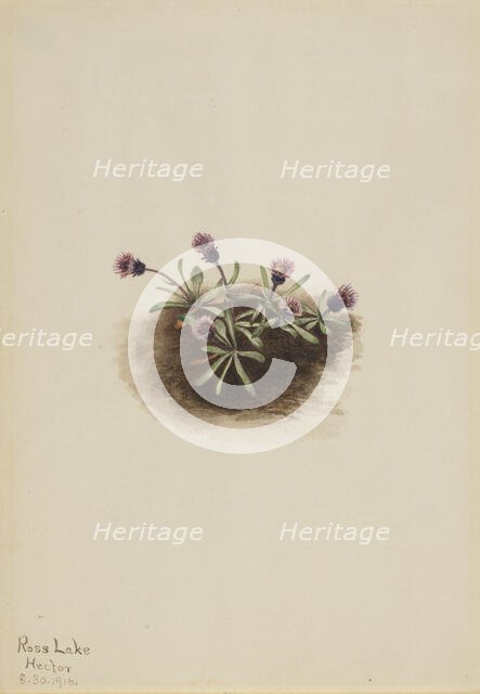 Alpine Fleabane (Erigeron unalaschcensis), 1916. Creator: Mary Vaux Walcott.