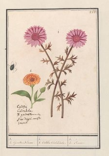 Pink flower (unknown) and marigold (Calendula officinalis), 1596-1610. Creators: Anselmus de Boodt, Elias Verhulst.