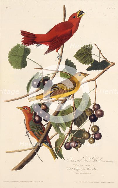 The Summer Red Bird. From "The Birds of America", 1827-1838. Creator: Audubon, John James (1785-1851).