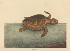 The Logger-head Turtle (Testudo Cavanna), published 1731-1743. Creator: Mark Catesby.