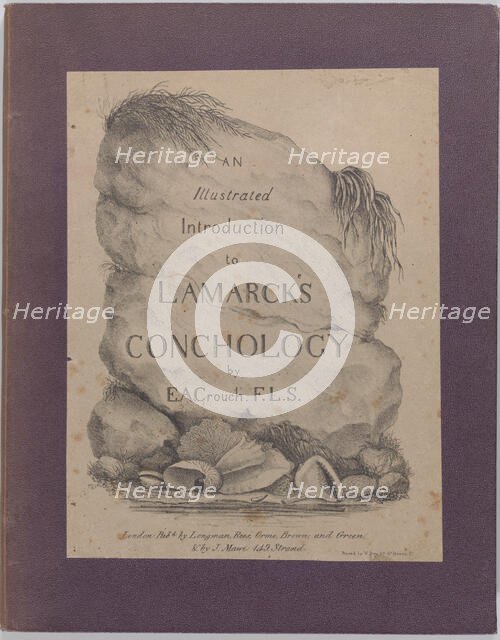 An Illustrated Introduction to Lamarck's Conchology; Contained in His Histoire Naturelle d..., 1827. Creator: Edmund A. Crouch.