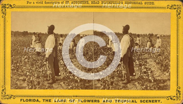 Picking cotton, c1850-c1930. Creator: Unknown.