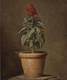 A Potted Plant, mid-late 18th century. Creator: Henri Horace Roland de la Porte.